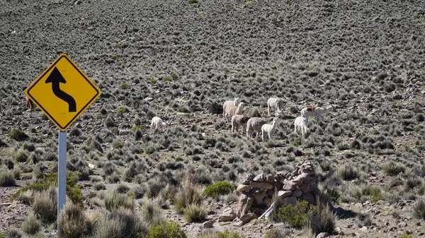 Şili 'deki Altiplano' da tuhaf görünümlü lama çöl vahası manzarası
