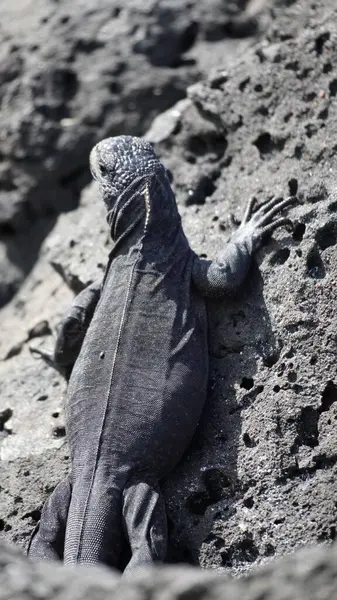 Ekvador 'daki Galapagos adalarında deniz iguanasının zeminine yakın çekim