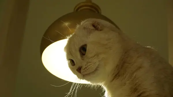 Güzel bir rengin portresi kedi yakından izliyor ve uyuyor.