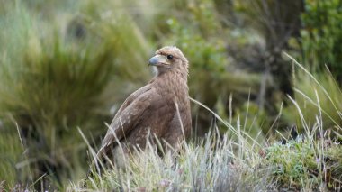 Genç Alkamari, La Paz Bolivya 'daki El Valle de las animasyonlarında bir av arıyor.