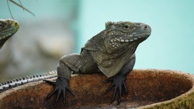 Cyclura nubila, Küba rock iguanası Küba 'da Playa Larga yakınlarında