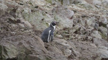 One Humboldt penguin (Spheniscus humboldti) - Islas Ballestas, Paracas, Peru clipart