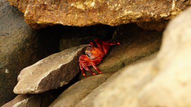 Bir kayanın üzerinde tüneyen kırmızı bir kaya yengeci.