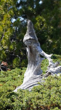 Kootenay manzaraları ve güzel Kanada 'da yer alan doğa manzaraları