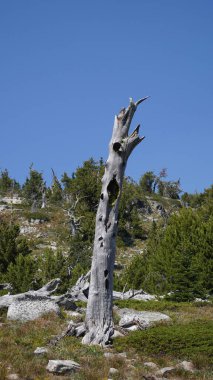 Kootenay manzaraları ve güzel Kanada 'da yer alan doğa manzaraları