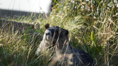 Jasper 'dan Maligne Gölü, Kanada' ya kadar