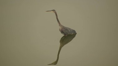 Britanya Kolumbiyası Kanada 'daki Vancouver Adası' nda Büyük Mavi Balıkçıl