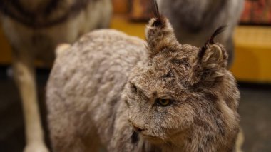 Whitehorse, Yukon, Log kabini ve Yukon Tarihi MacBride Müzesi.