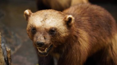 Whitehorse, Yukon, Log kabini ve Yukon Tarihi MacBride Müzesi.