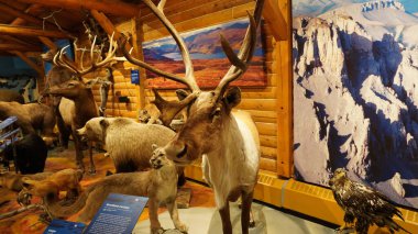 Whitehorse, Yukon, Log kabini ve Yukon Tarihi MacBride Müzesi.