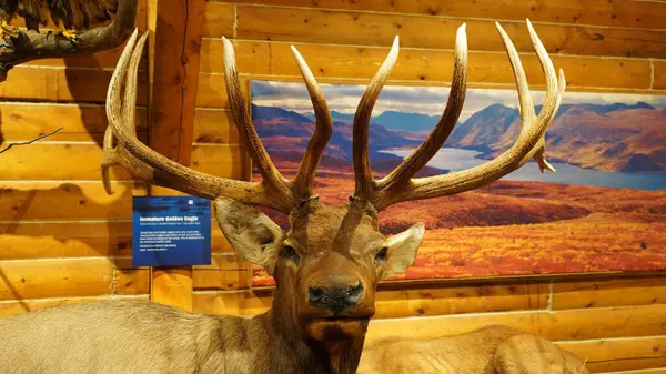 Whitehorse, Yukon, Log kabini ve Yukon Tarihi MacBride Müzesi.