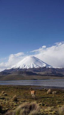 Parinacota volkanı ve Chungara Gölü, Şili 'deki Lauca Ulusal Parkı