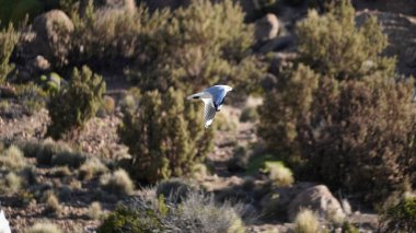 Parinacota volkanı ve Chungara Gölü, Şili 'deki Lauca Ulusal Parkı