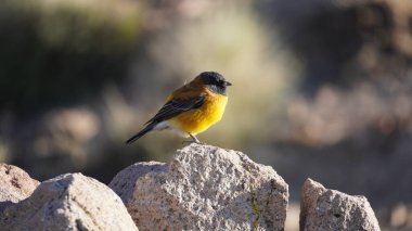 Parinacota volkanı ve Chungara Gölü, Şili 'deki Lauca Ulusal Parkı