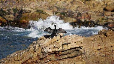 A cormorant perching on a rock in Quintero located in Chile clipart