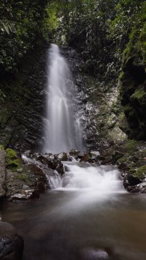 Views of the tropical rainforest in Mindo cloud forest in Ecuador clipart