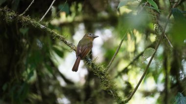 Ekvador 'daki Mindo bulut ormanındaki tropikal yağmur ormanlarının manzarası