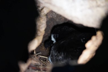 Elliot 'un fırtına fırtınası (Okyanuslar gracilis galapagoensis) Galapagos Adaları' ndaki bir mağarada