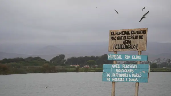 Göçmen kuşlar Şili, La Serena 'nın sulak topraklarında toplanıyor.