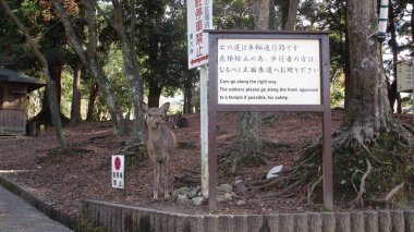 Views from the small town located near by Osaka called Nara, a must see in Japan clipart