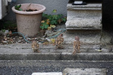 Güzel Japonya 'da bulunan Tsuruhashi Mahallesi manzarası