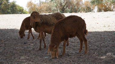 Geleneksel Nubian köyü sokaklarından görüntüler, Afrika, Mısır, Aswan