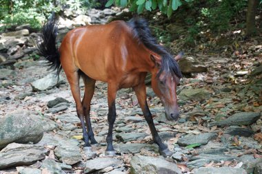 Branş üzerinde tünemiş hayvan yakın plan, Park Nacional Natural Tayrona, Magdalena, Kolombiya