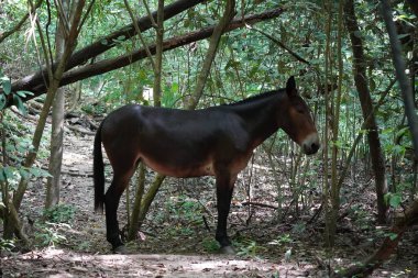 Branş üzerinde tünemiş hayvan yakın plan, Park Nacional Natural Tayrona, Magdalena, Kolombiya