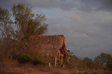Kosta Rika 'nın güzel ülkesindeki Nosara plaj kulübesi.