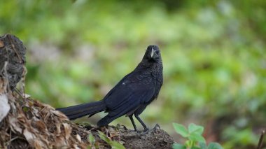 Endemic bird of the Galapagos Islands located in the pacific ocean clipart