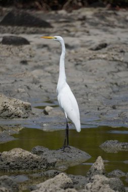 Pasifik Okyanusu 'ndaki Galapagos Adaları' nın endemik kuşu.