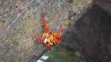 Sally Lightfoot Yengeci Galapagos Adaları 'ndaki bir kayaya tünedi.