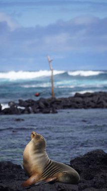 Galapagos 'taki San Cristobal Adası' nda bir kayaya tünemiş deniz aslanı.