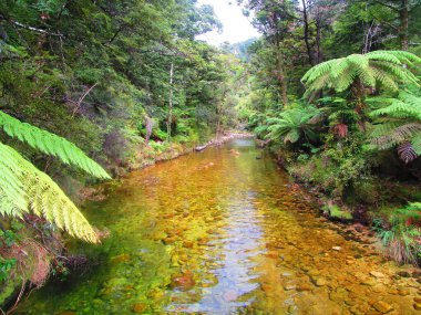 Yeni Zelanda 'nın Güney Adası' ndaki Abel Tasman 'da gezinti.