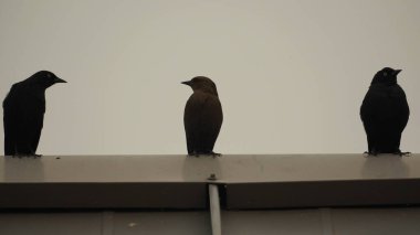 Güzel Kanada ülkesine tünemiş şirin bir kuş