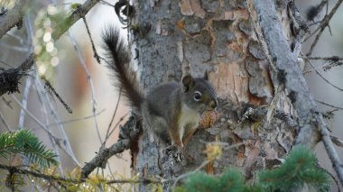 Kanada 'da ağaçta oturan sincabın yan görüntüsü