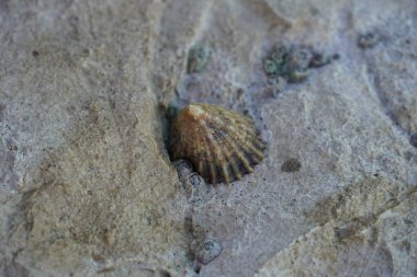 Güzel Portekiz 'de Lisboa deniz kabuğu bir kayanın üzerinde tünemektedir.