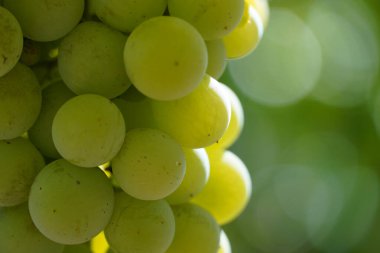 Portekiz kırsal kesimi insanların genellikle Alentejo 'ya gitmediği yerler