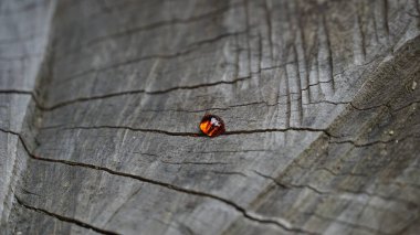 Japonya 'nın Osaka yakınlarındaki bu güzel bölgede Koyasan kasabası manzarası