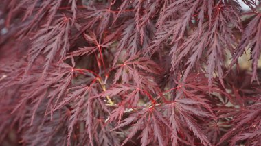 Japonya 'nın Osaka yakınlarındaki bu güzel bölgede Koyasan kasabası manzarası