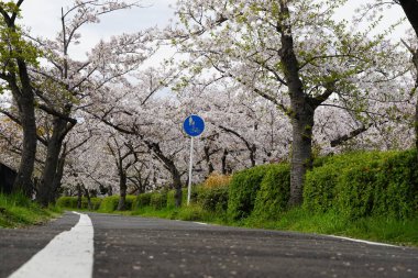 Osaka, Japonya 'da kiraz çiçeklerinin açtığı bahar mevsiminde görülür.