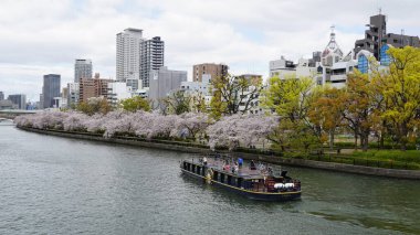 Osaka, Japonya 'da kiraz çiçeklerinin açtığı bahar mevsiminde görülür.