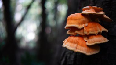 Ağaçta yetişen mantarın yakın çekimi, La Garrotxa, Katalonya