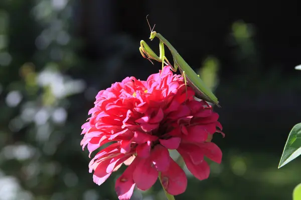 Güzel botanik fotoğrafı, doğal duvar kağıdı.