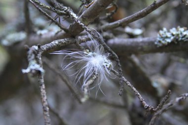 Ormandaki beyaz tüylü kuş