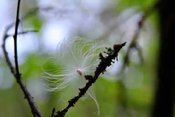 Güzel botanik fotoğrafı, doğal duvar kağıdı.
