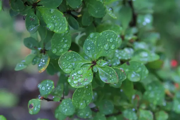 green leaves, flora and foliage, plant foliage