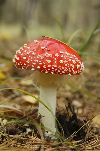 Ormanda tarım mantarı uçur