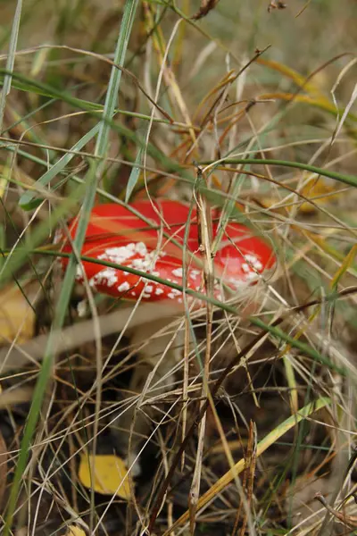 Ormanda mantar