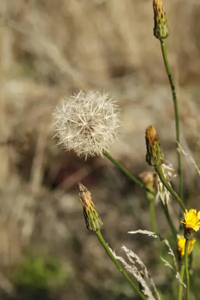 Güzel botanik fotoğrafı, doğal duvar kağıdı.